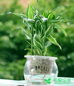 这个植物能招财，养不好会散财，老花友教你怎么养能旺财 …