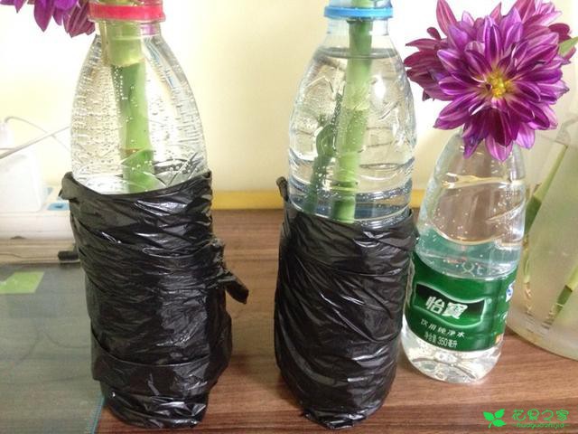 这个植物能招财，养不好会散财，老花友教你怎么养能旺财 …