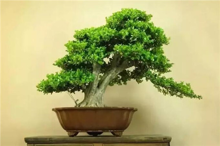 这花才是有钱人的最爱，旺宅旺财，风水好上加好！
