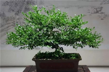 这花才是有钱人的最爱，旺宅旺财，风水好上加好！