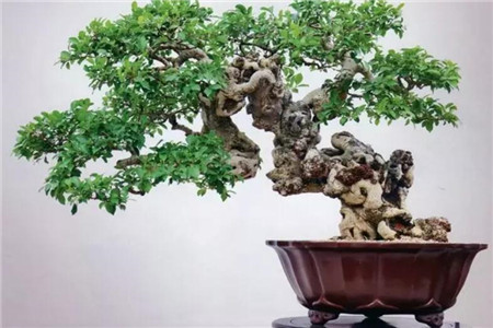 这花才是有钱人的最爱，旺宅旺财，风水好上加好！