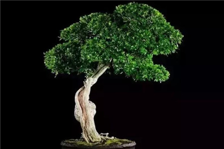 这花才是有钱人的最爱，旺宅旺财，风水好上加好！
