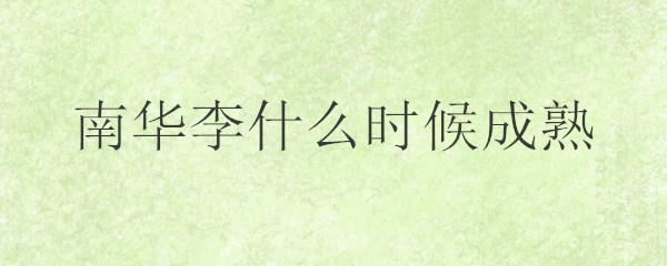 南华李什么时候成熟