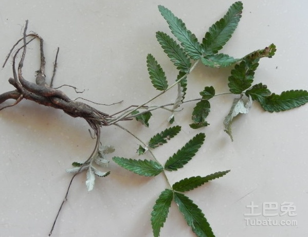 翻白草与委陵菜区别介绍