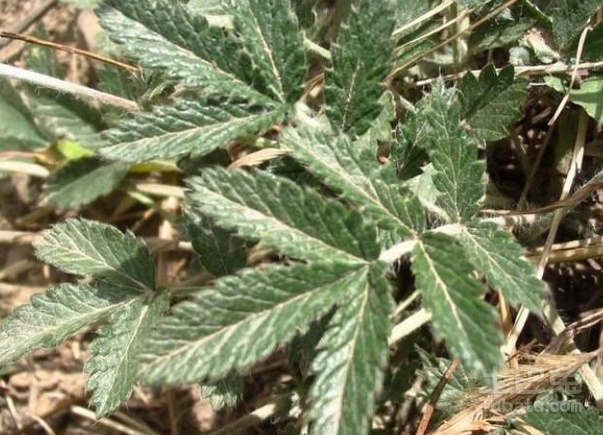翻白草与委陵菜区别介绍