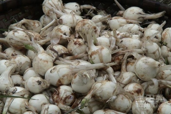 慈菇图片欣赏，及慈菇的价值功效介绍