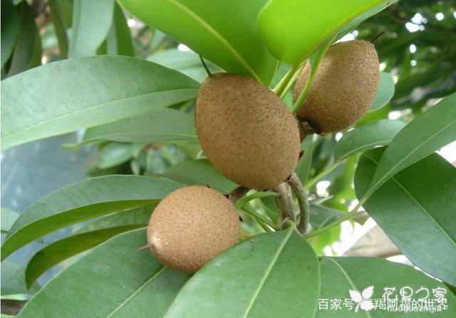 人心果树的种植小技巧