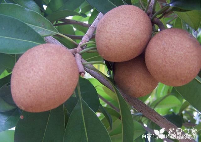 人心果树的种植小技巧