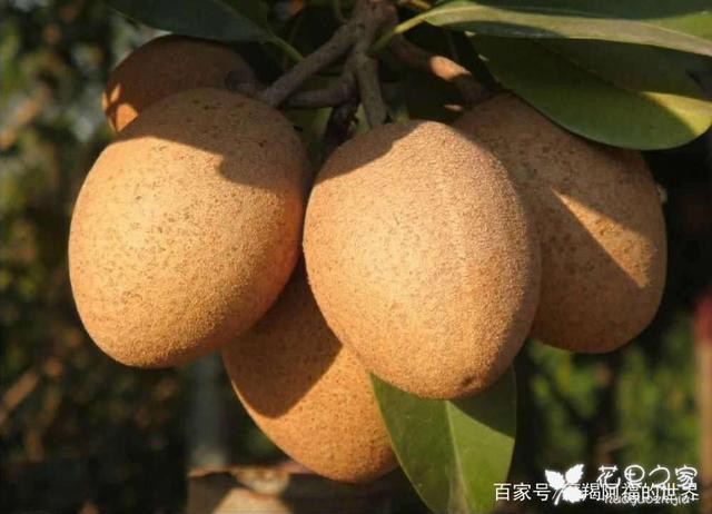 人心果树的种植小技巧