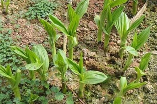 白芨有几种