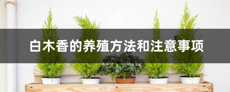 白木香的养殖方法和注意事项