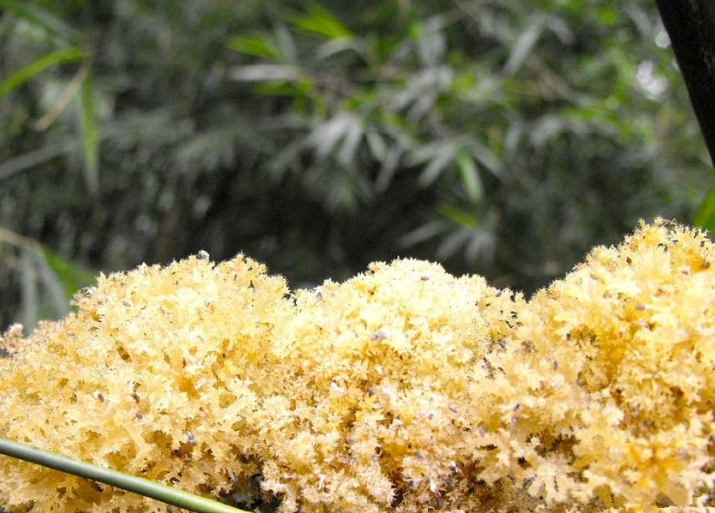 竹燕窝的功效 多少钱一斤