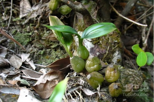 石橄榄怎么种植及作用介绍