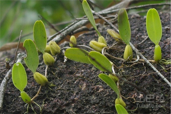 石橄榄怎么种植及作用介绍