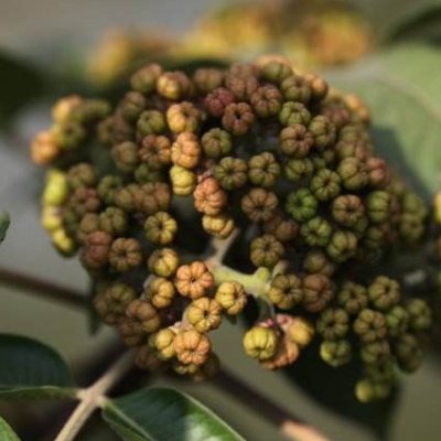 吴茱萸多少钱一斤 功效与作用有哪些