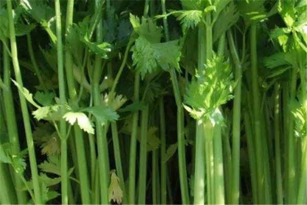 女人吃芹菜的坏处 有什么功效作用