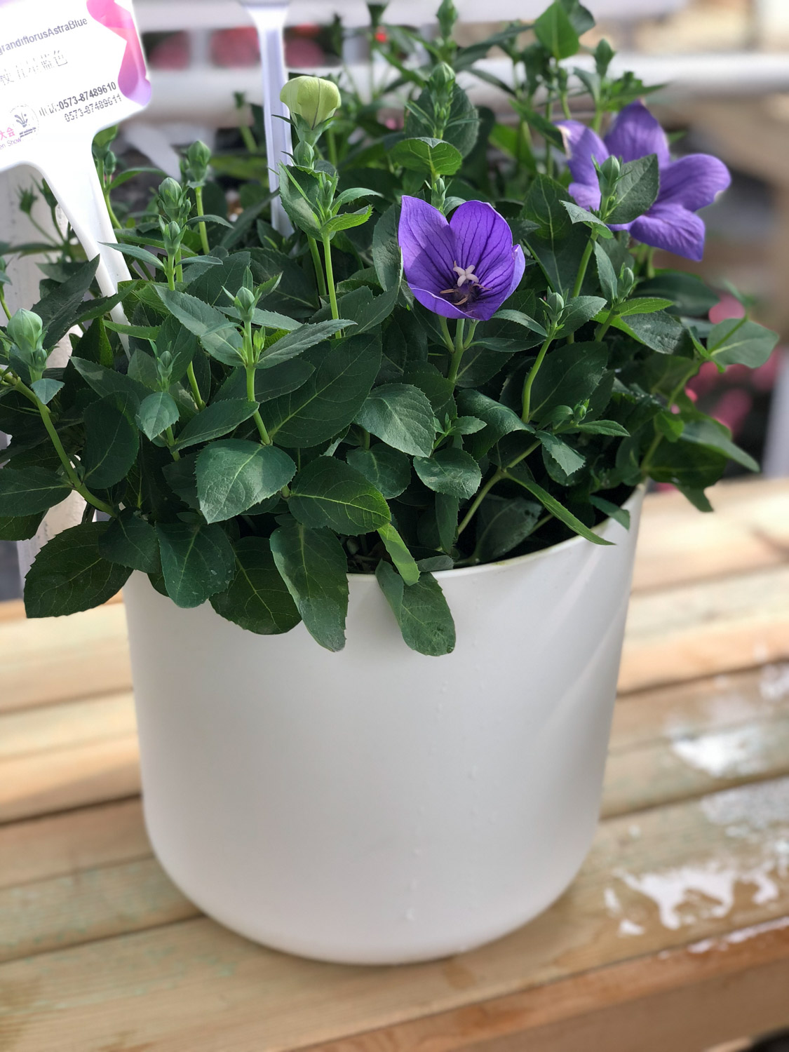 桔梗的种植方法和时间