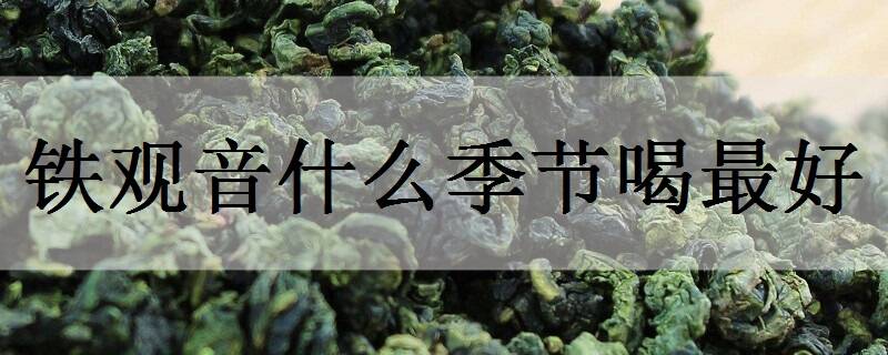 铁观音什么季节喝最好 有哪些功效作用