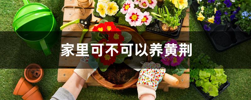家里可不可以养黄荆