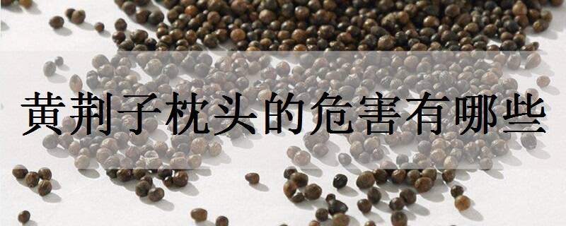 黄荆子枕头的危害有哪些 它的药理作用是什么