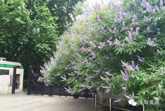 上海复兴公园黄荆进入了盛花期
