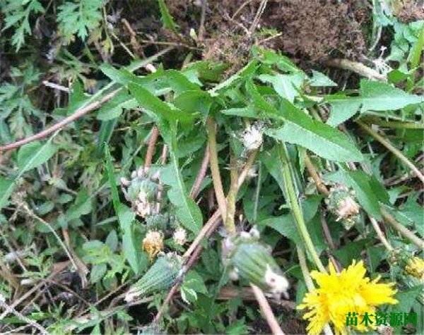 蒲公英种类有几种图片大全  关于蒲公英的特点资料