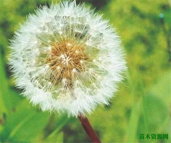 蒲公英种类有几种图片大全  关于蒲公英的特点资料