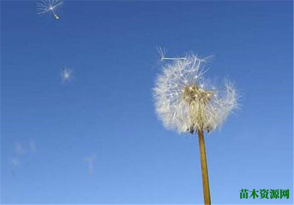 蒲公英种类有几种图片大全  关于蒲公英的特点资料