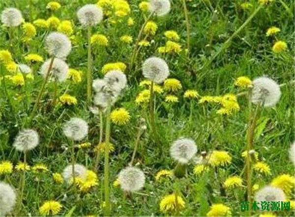 蒲公英种类有几种图片大全  关于蒲公英的特点资料