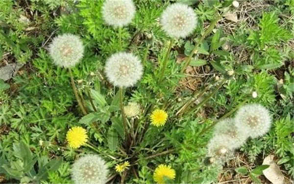 蒲公英代表什么爱情 象征着什么