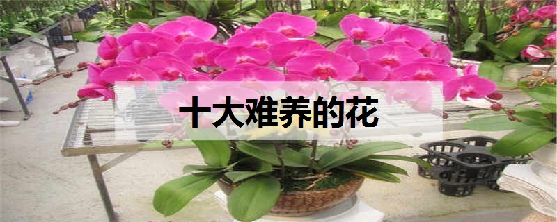 十大难养的花有哪些 什么花难养