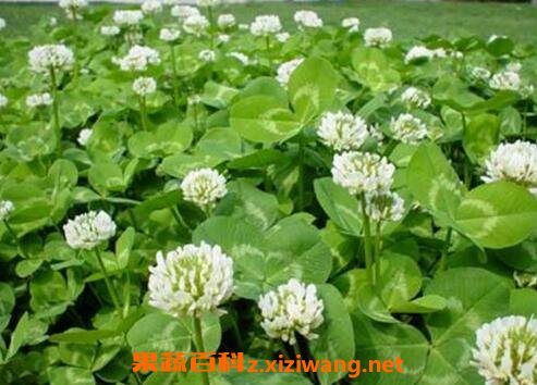 车轴草怎么种 车轴草怎么养殖