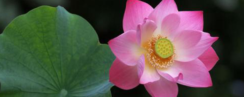 莲花有多少雌蕊