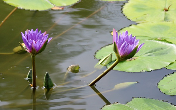 紫色莲花的花语是什么 象征意义有哪些