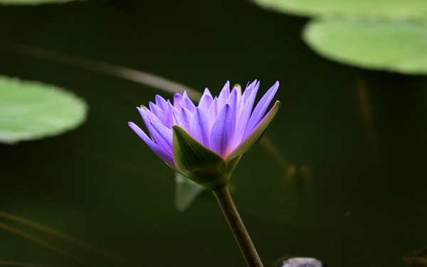 紫色莲花的花语是什么 象征意义有哪些