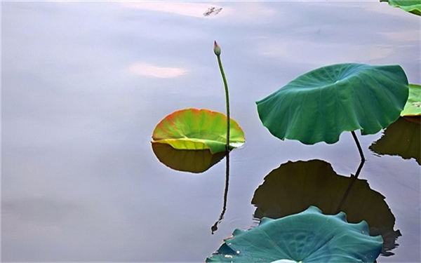 莲花是什么时间开的 花期有多长