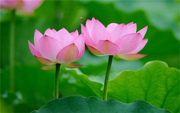 莲花是什么时间开的 花期有多长