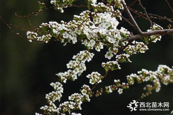 新品种绿化苗木笑靥花 栽培技术和养护要点