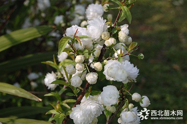 新品种绿化苗木笑靥花 栽培技术和养护要点