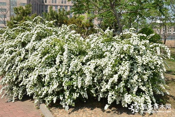 新品种绿化苗木笑靥花 栽培技术和养护要点