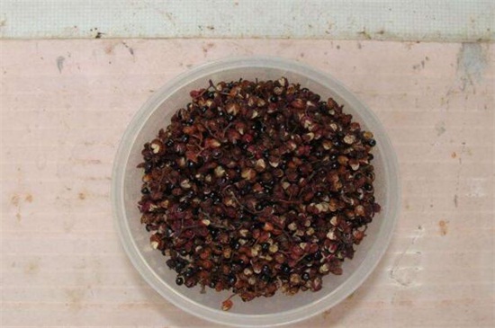 花椒籽怎么种发芽最快？