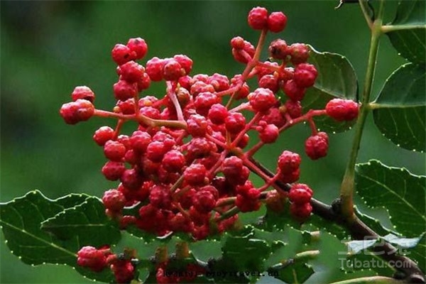 四川花椒哪里好？四川花椒特点和功效介绍