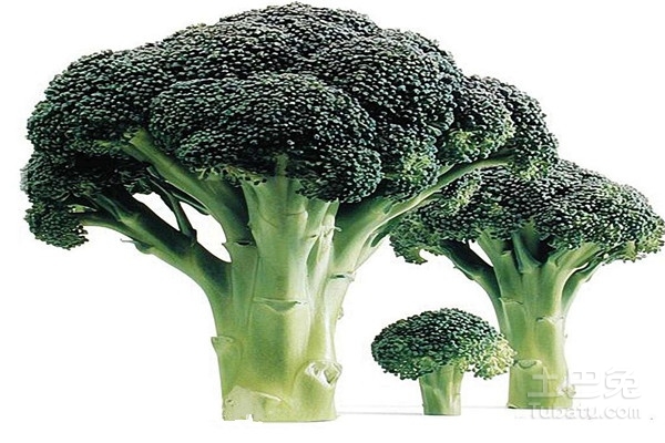 硬花甘蓝的功效与作用有哪些？