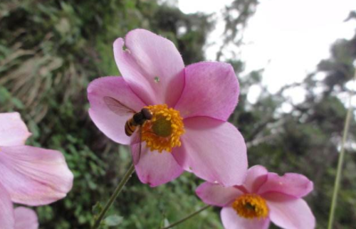 打破碗花花怎么养