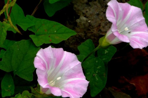打破碗花花怎么养