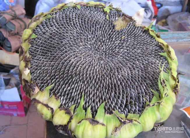 葵花籽的功效与作用 不懂你还不看？