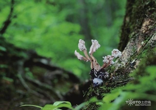 金蝉花的功效与作用 吃前必看！