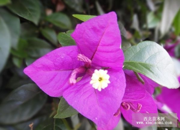叶子花 （Bougainvillea spectabilis）的花语