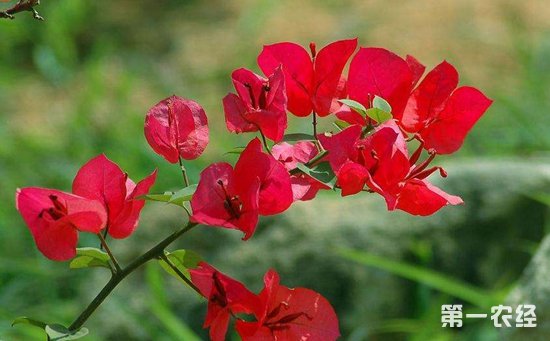 叶子花就是三角梅吗？三角梅为什么叫“叶子花”？