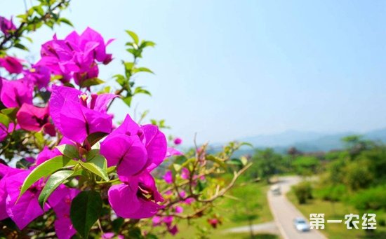 叶子花就是三角梅吗？三角梅为什么叫“叶子花”？